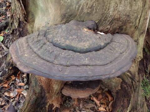 Image of Ganoderma australe (Fr.) Pat. 1889