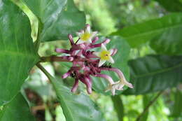 Imagem de Chassalia curviflora (Wall.) Thwaites