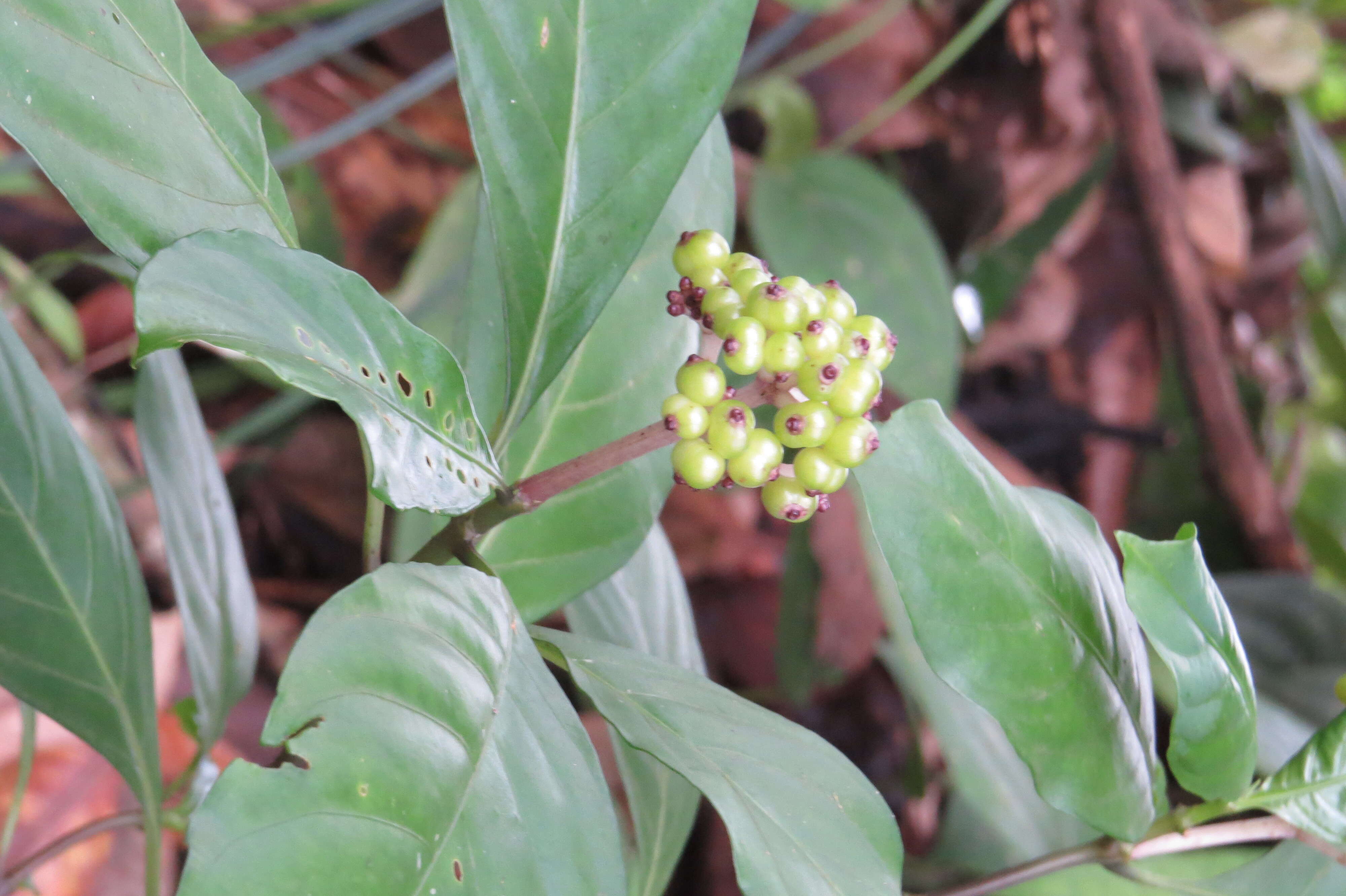 Imagem de Chassalia curviflora (Wall.) Thwaites