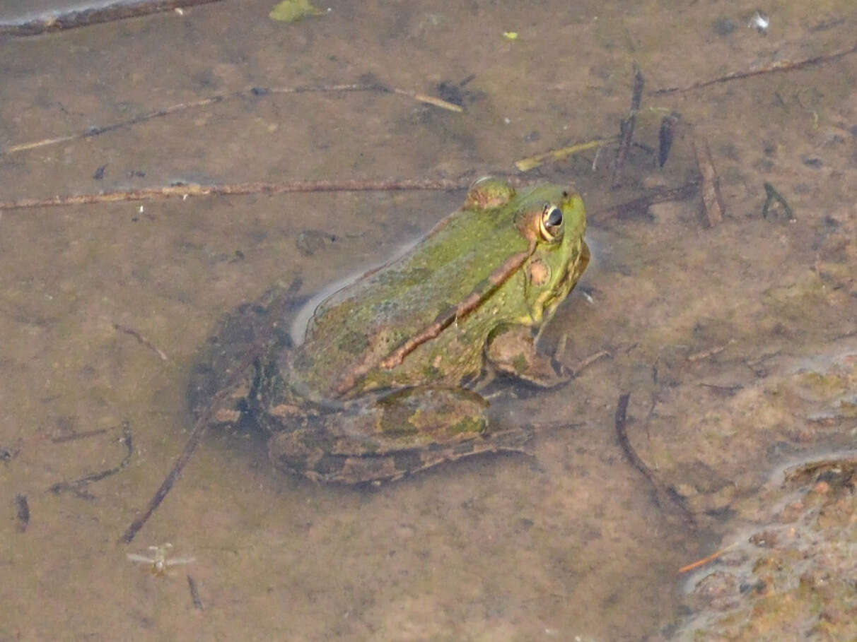 Image of Eurasian Marsh Frog