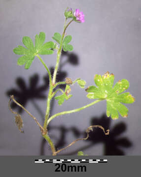 Imagem de Geranium molle L.