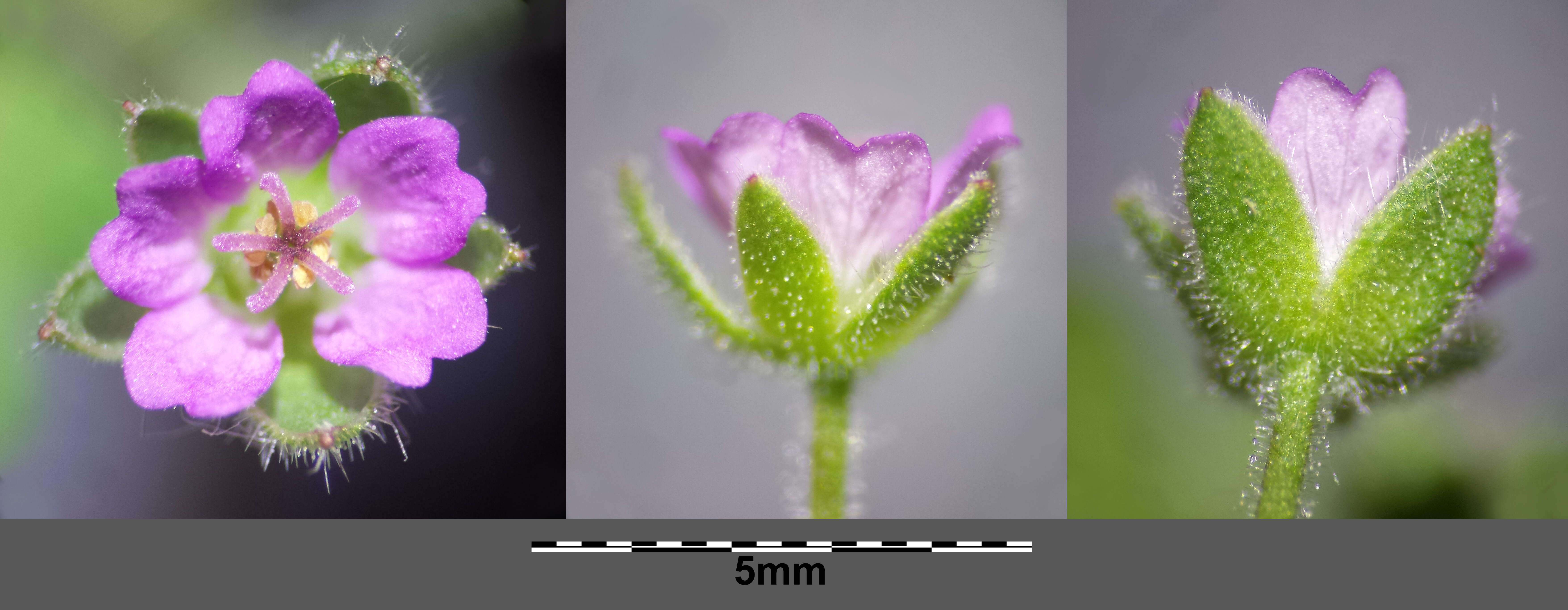 Imagem de Geranium molle L.