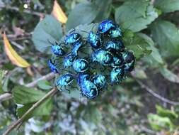 Image of cotton harlequin bug