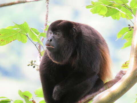 Image of Ecuadorian Mantled Howling Monkey