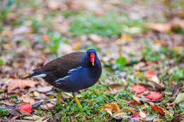 Image of Common Moorhen