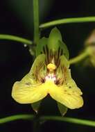 Sivun Eulophia pulchra (Thouars) Lindl. kuva