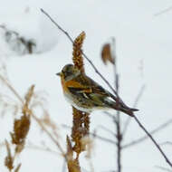 Image of Brambling