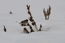 Image of Brambling