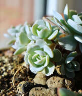 Image of Echeveria runyonii Rose