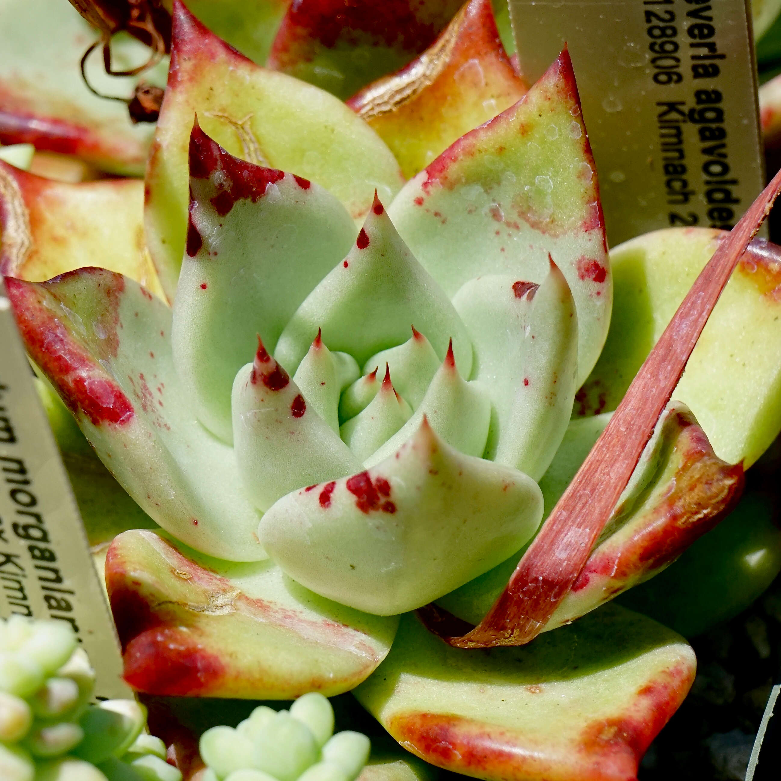 Image of Echeveria agavoides Lem.