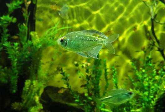 Image of Diamond tetra