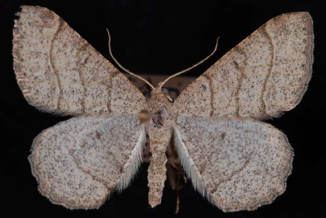 Image of Digrammia muscariata