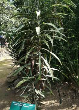 Image of fragrant dracaena