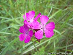 Image of carthusian pink