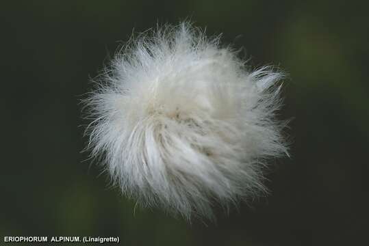 Image of alpine bulrush