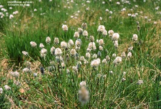 Image of alpine bulrush