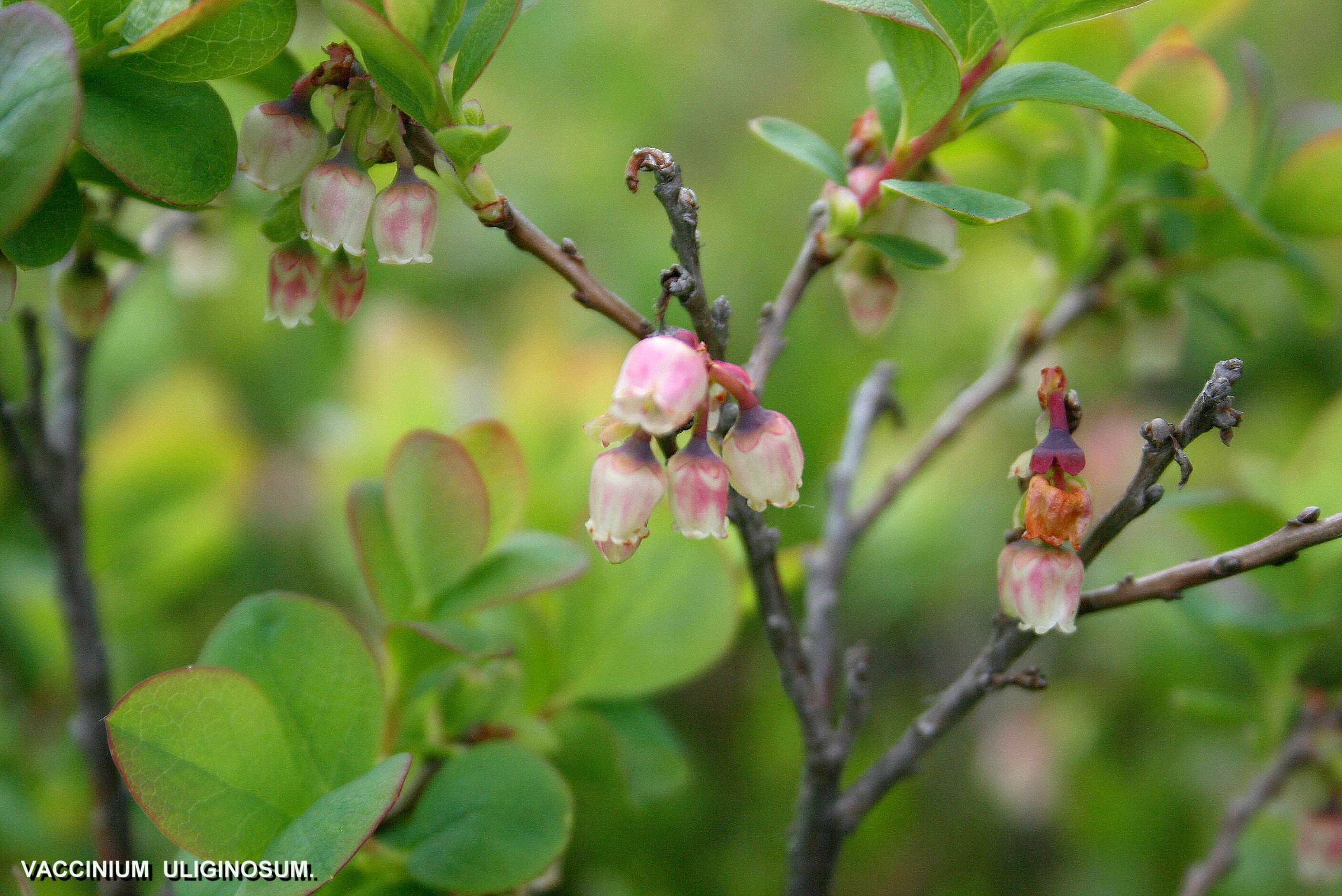 Image of alpine bilberry