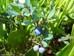 Image of alpine bilberry