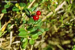 Image of lingonberry