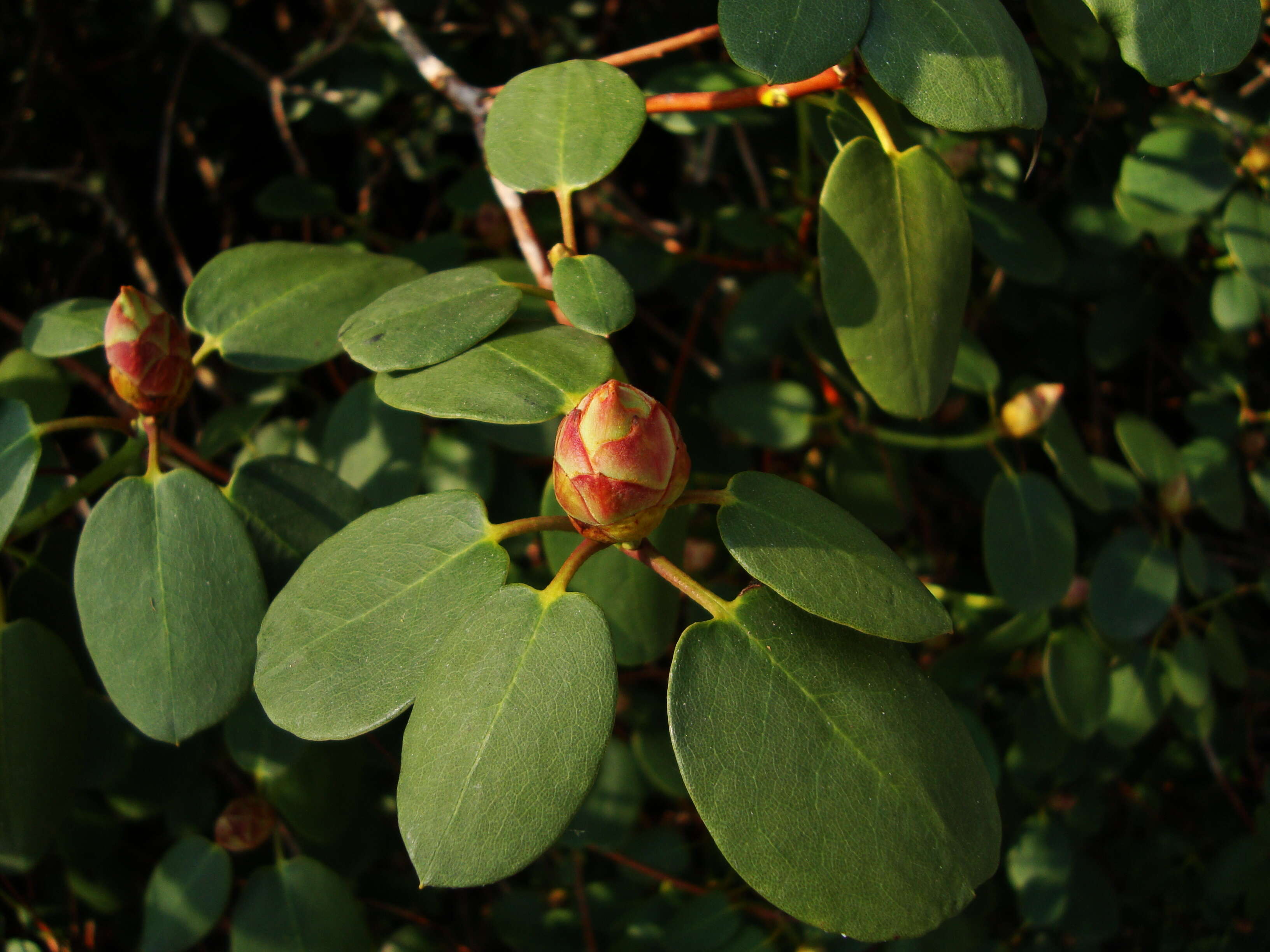 Image of Rhododendron orbiculare Decne.