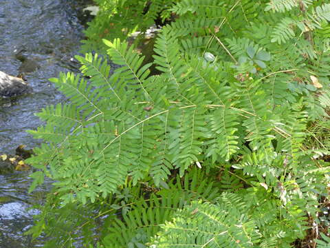 Image of Royal Fern