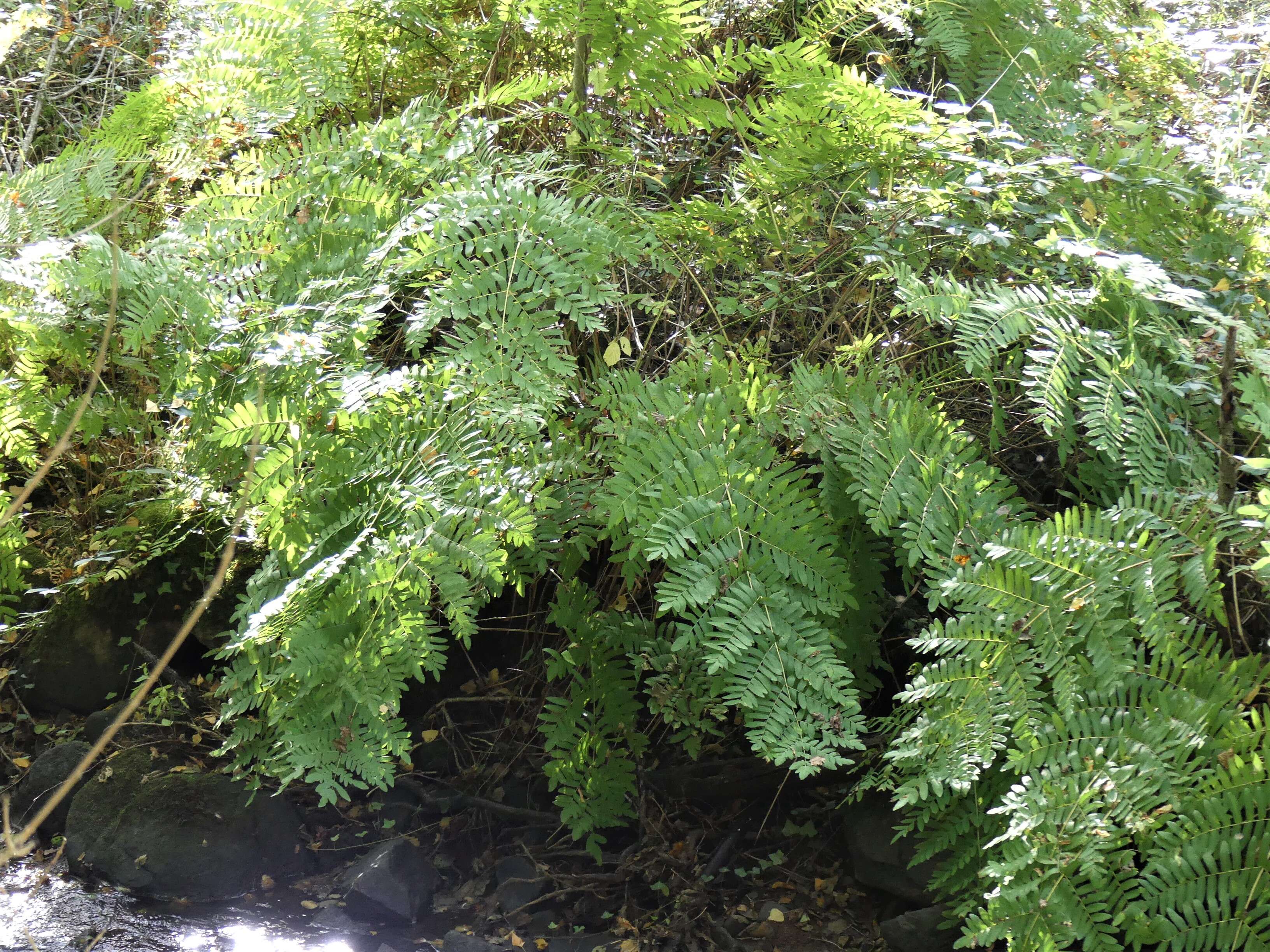 Image of Royal Fern