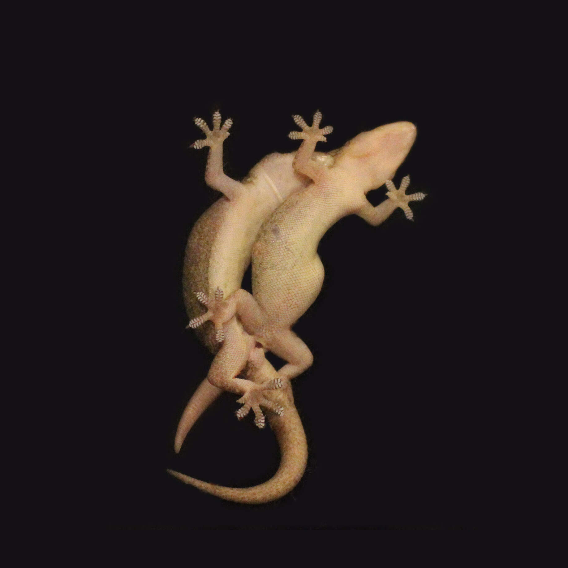 Image of Common House Gecko