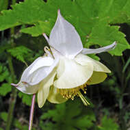 Image of Aquilegia fragrans Benth.