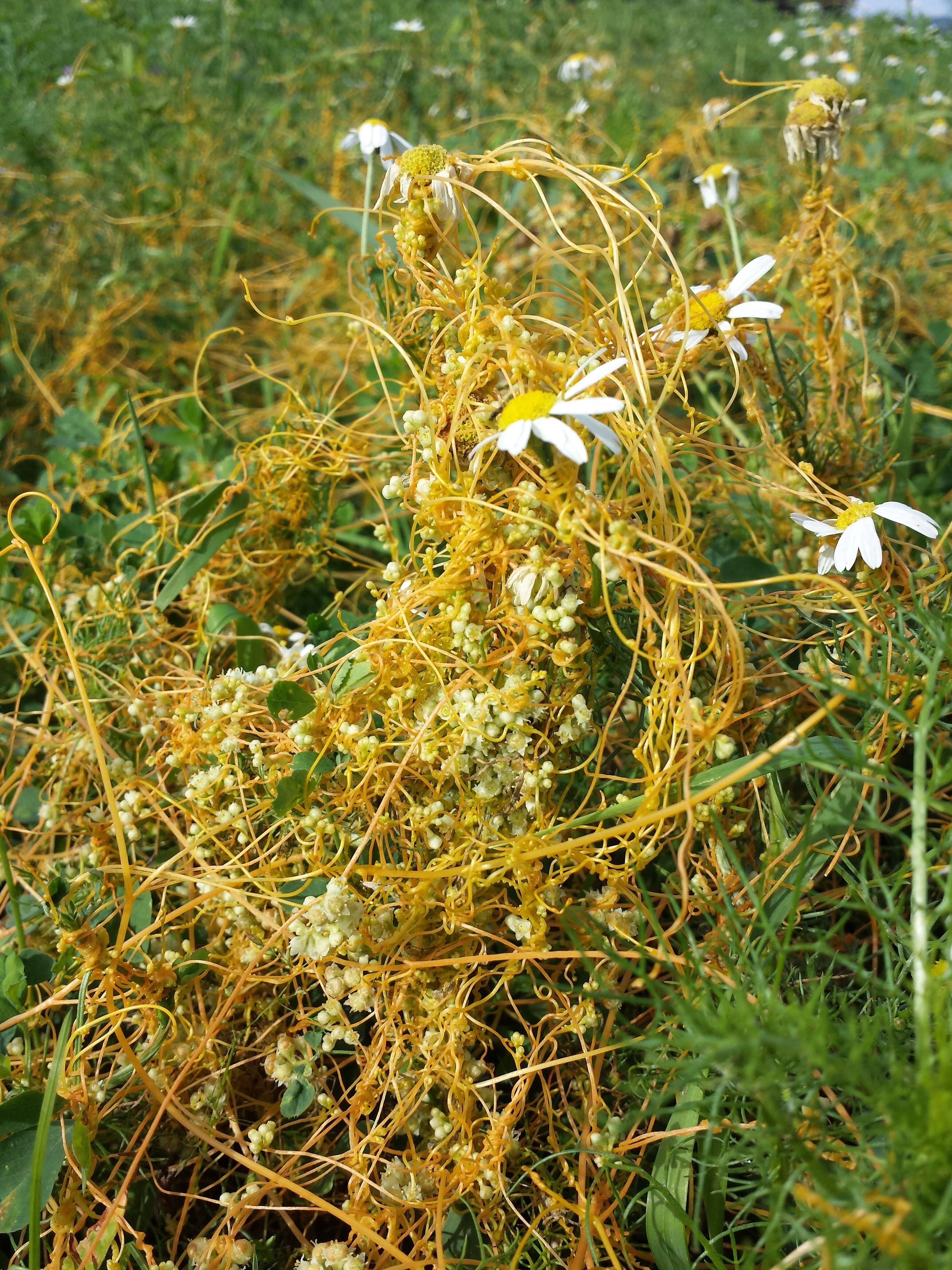 Image de Cuscuta campestris