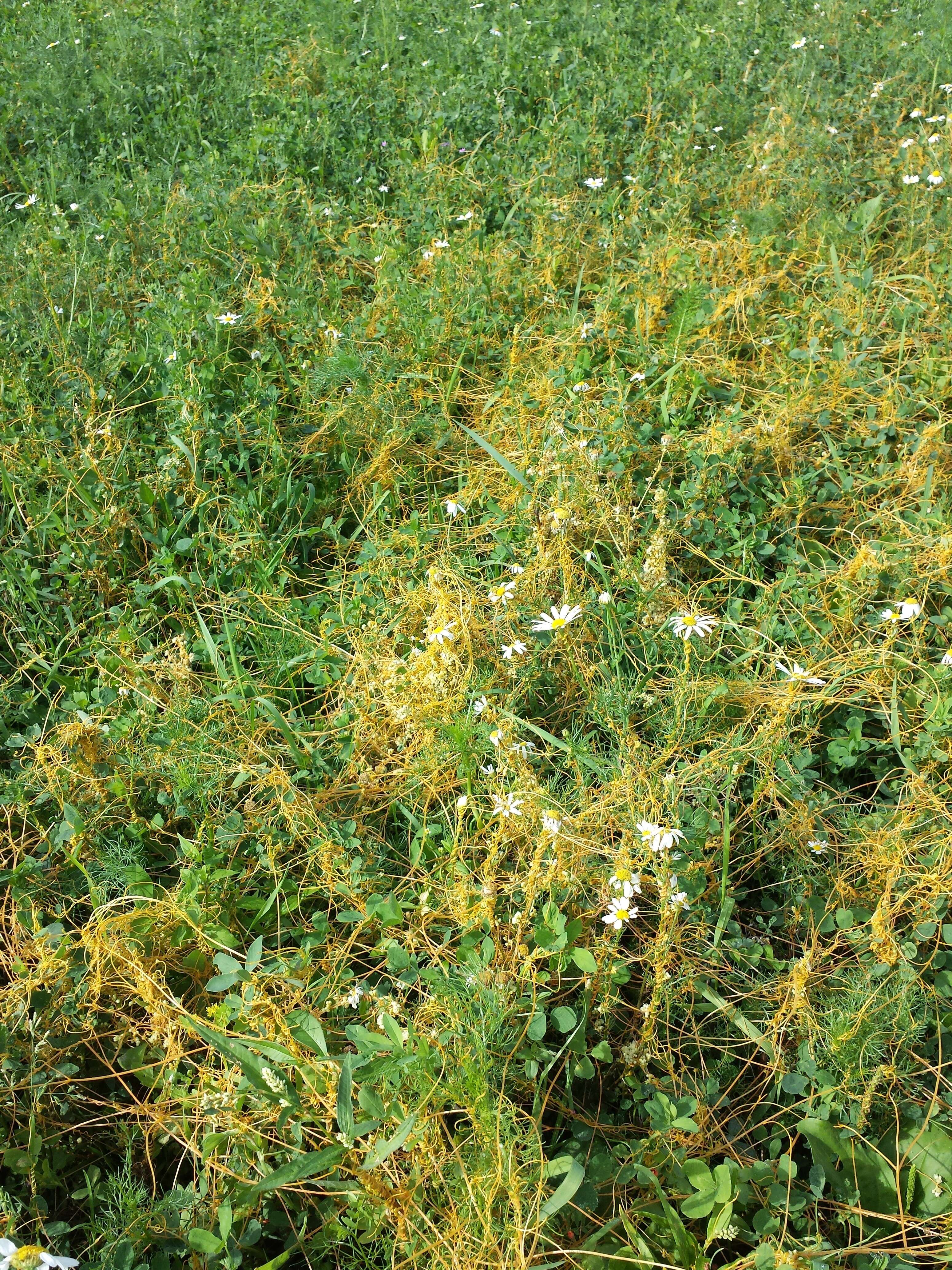 Image of Cuscuta campestris