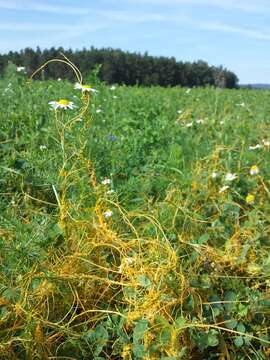 Image of Cuscuta campestris