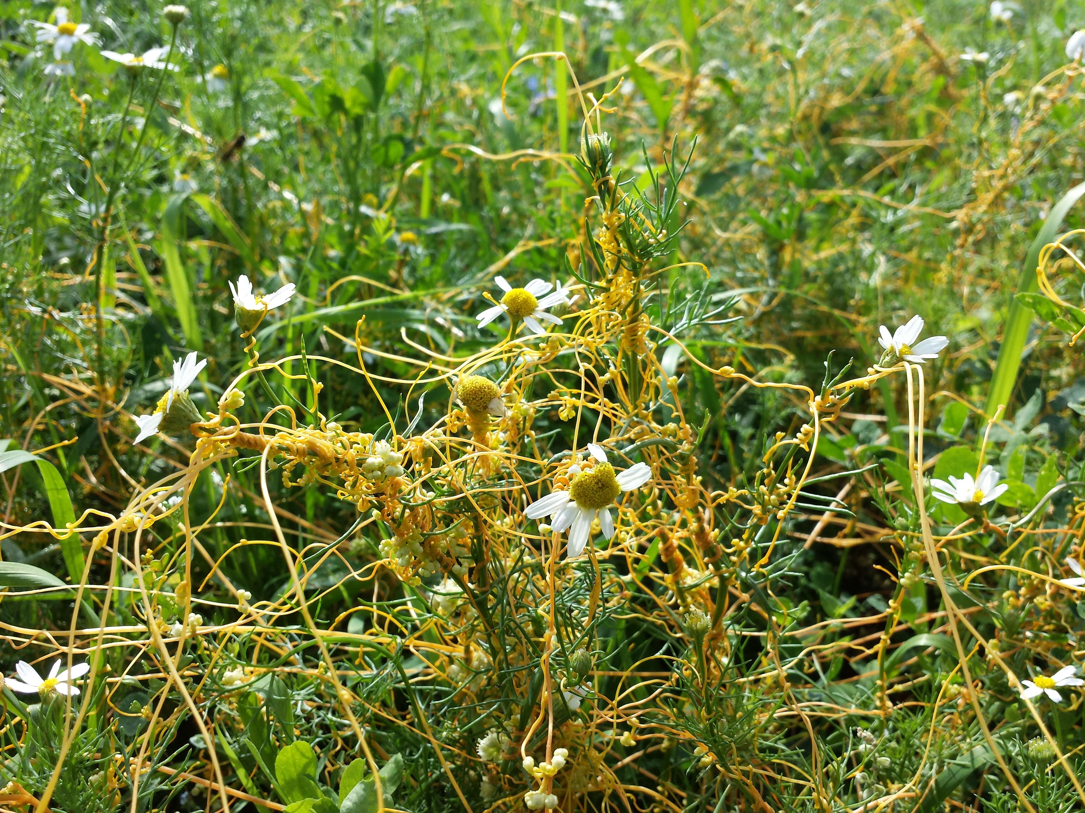 Image of Cuscuta campestris