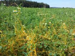 Image de Cuscuta campestris