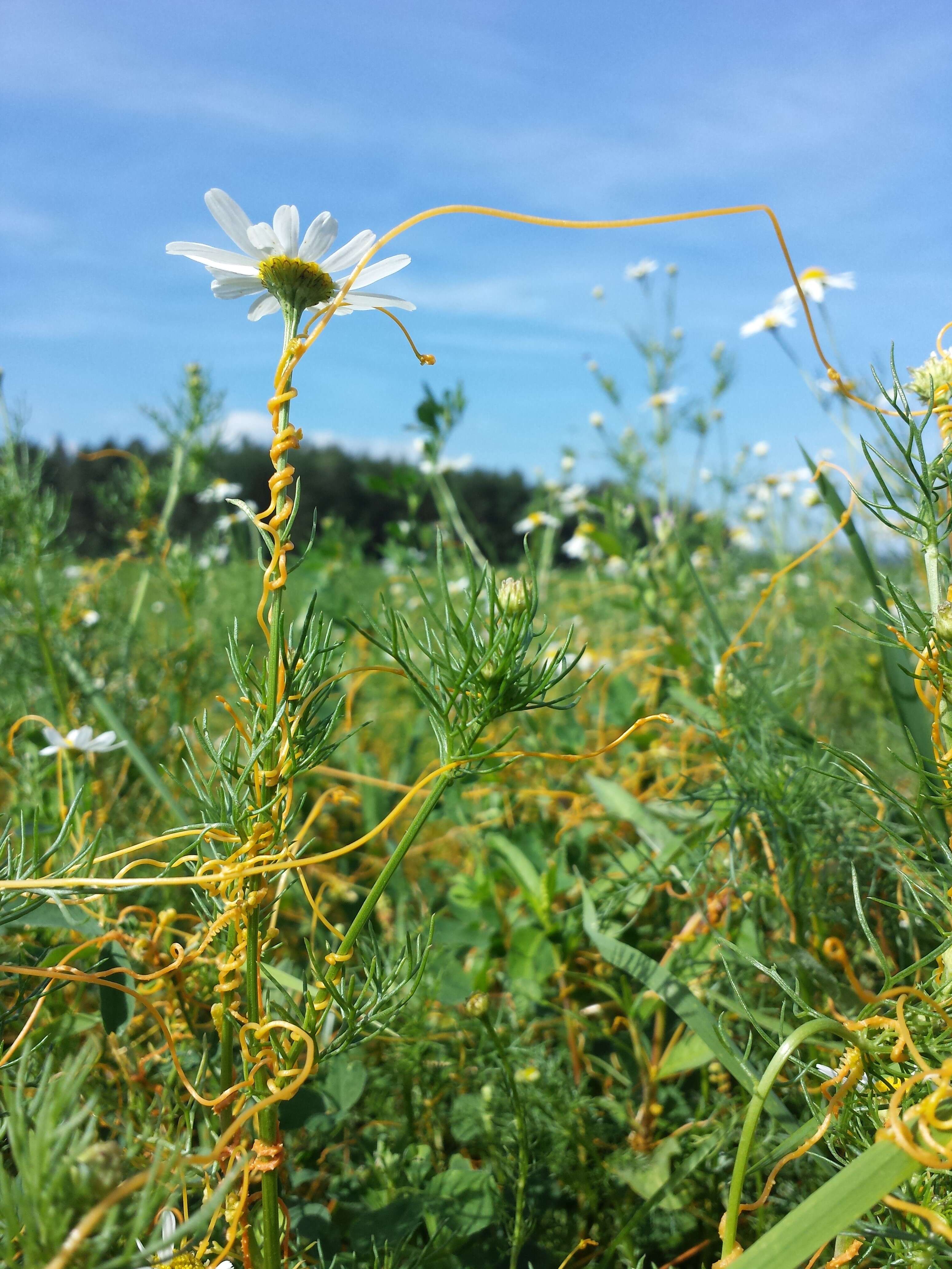 Image de Cuscuta campestris