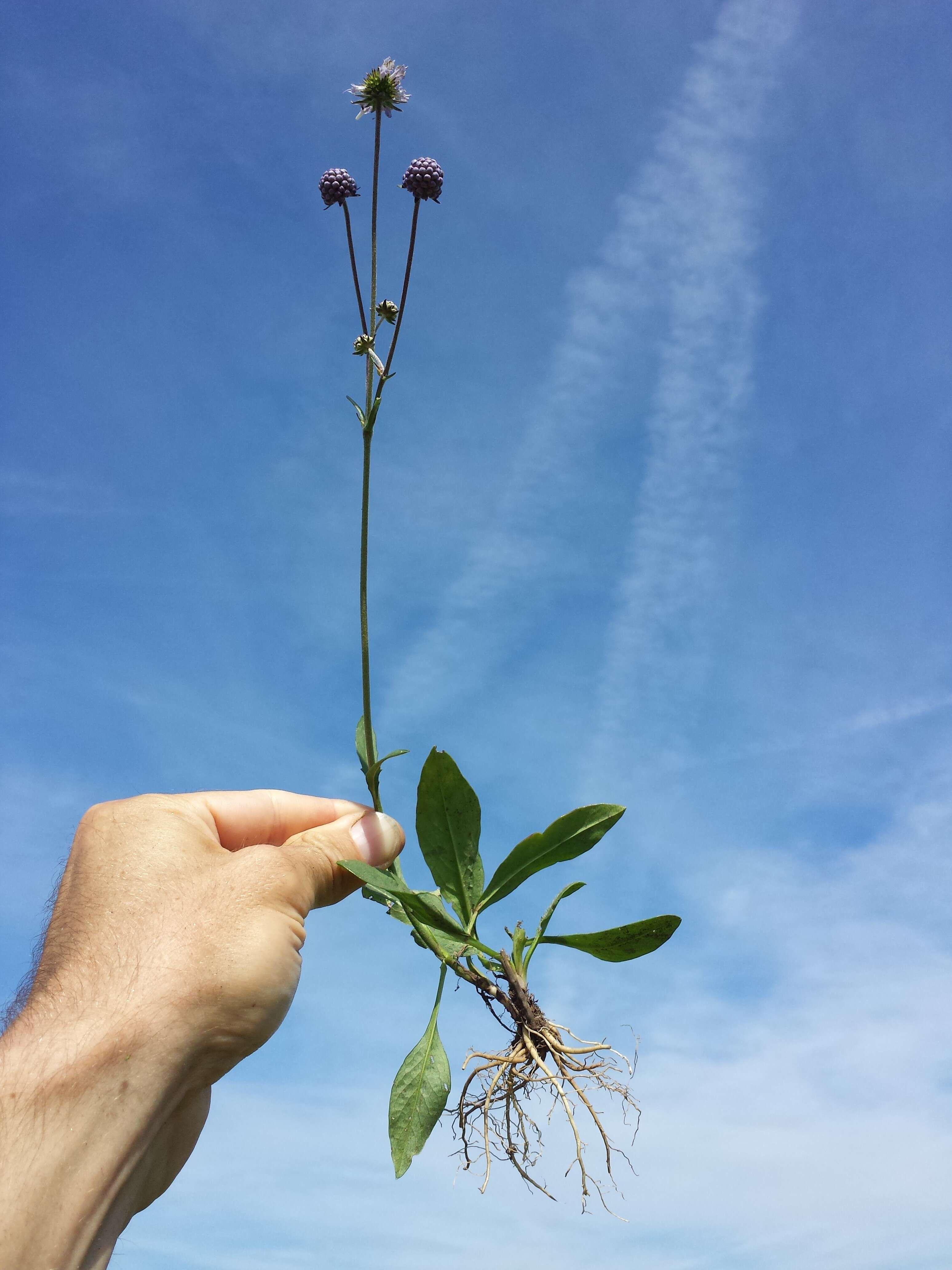 Image of Devil’s Bit Scabious