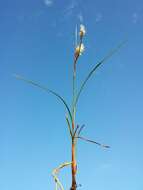 Image of common cottongrass