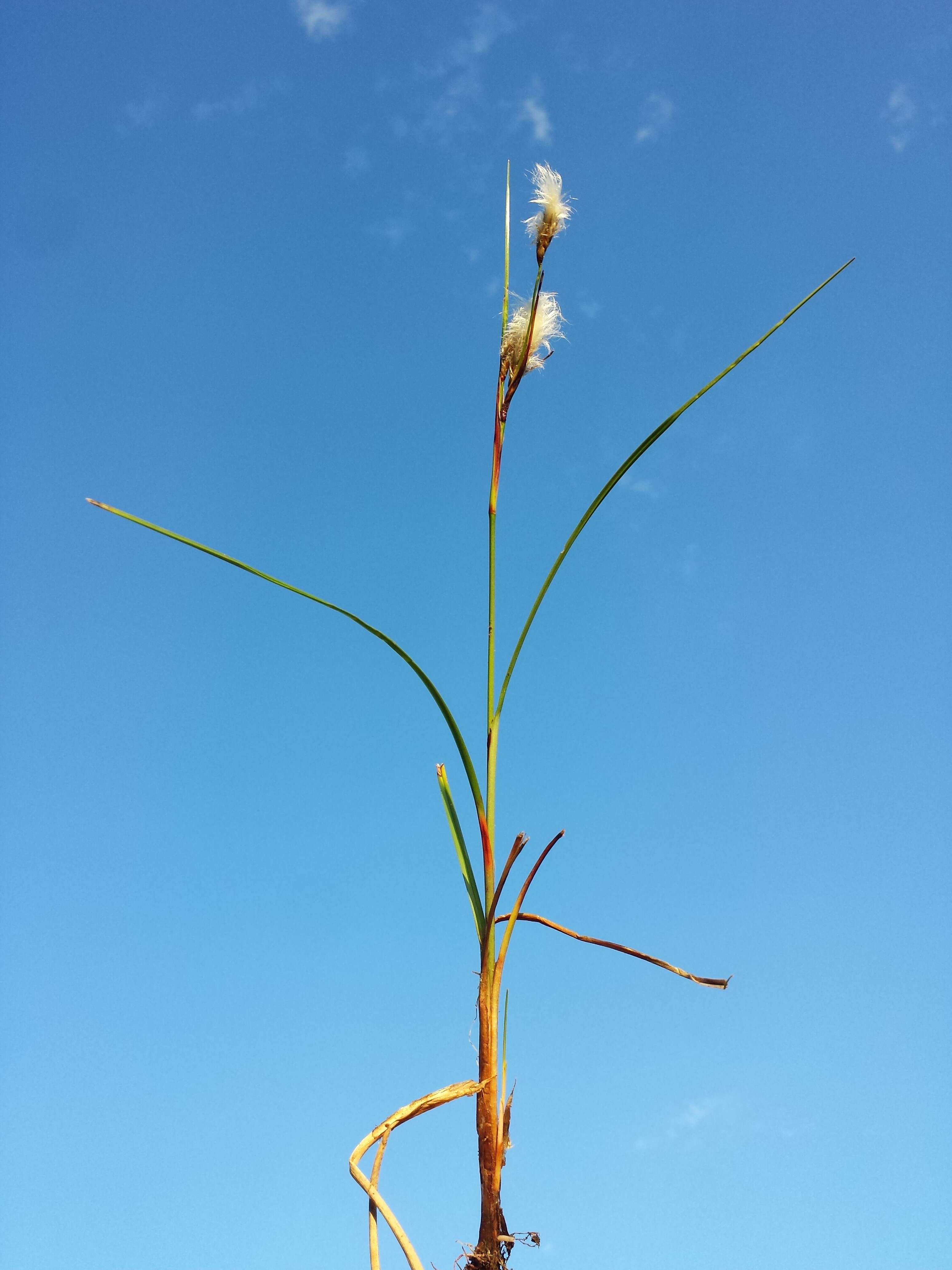 Image of common cottongrass