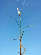 Image of common cottongrass