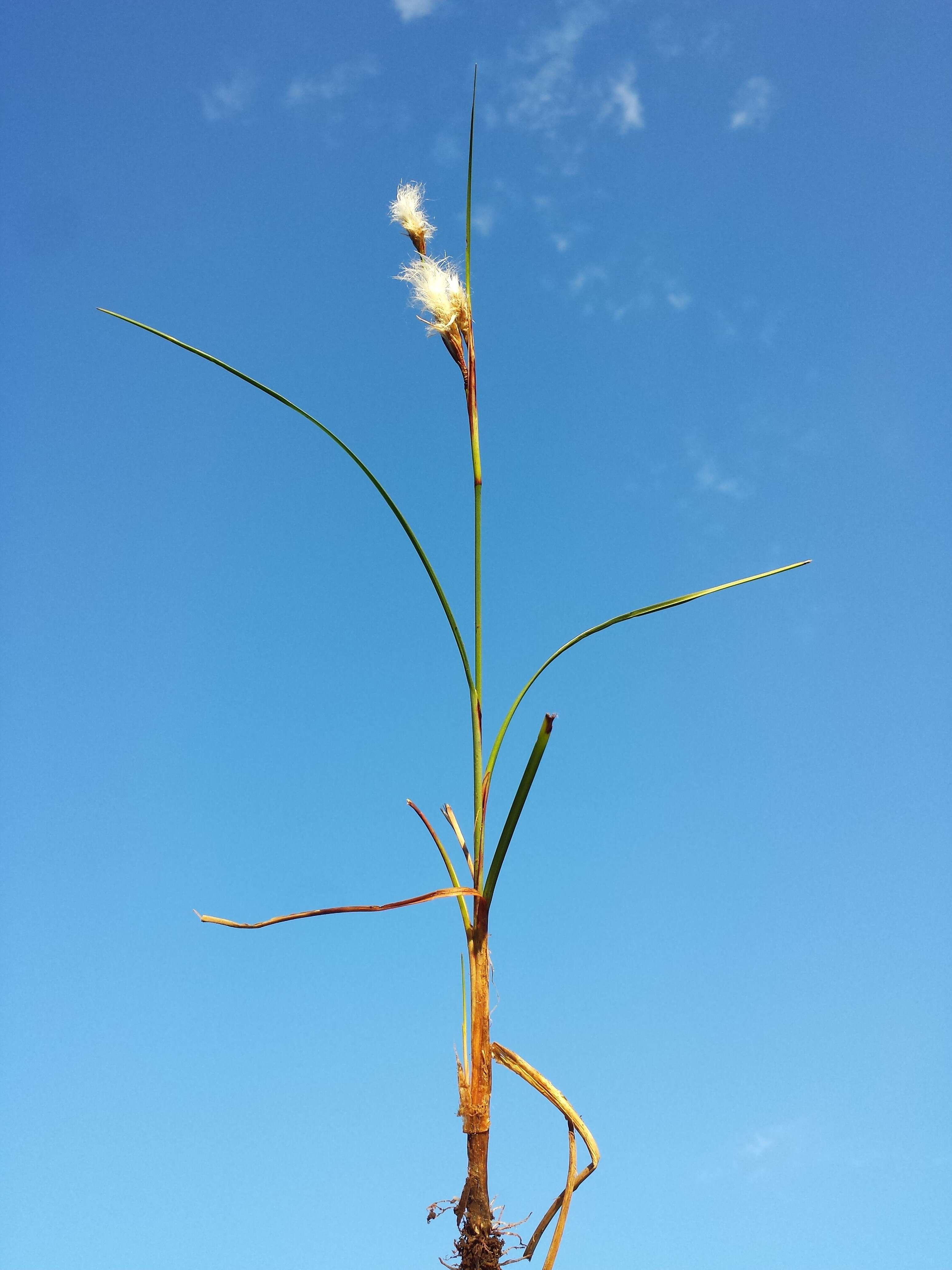 Image of common cottongrass