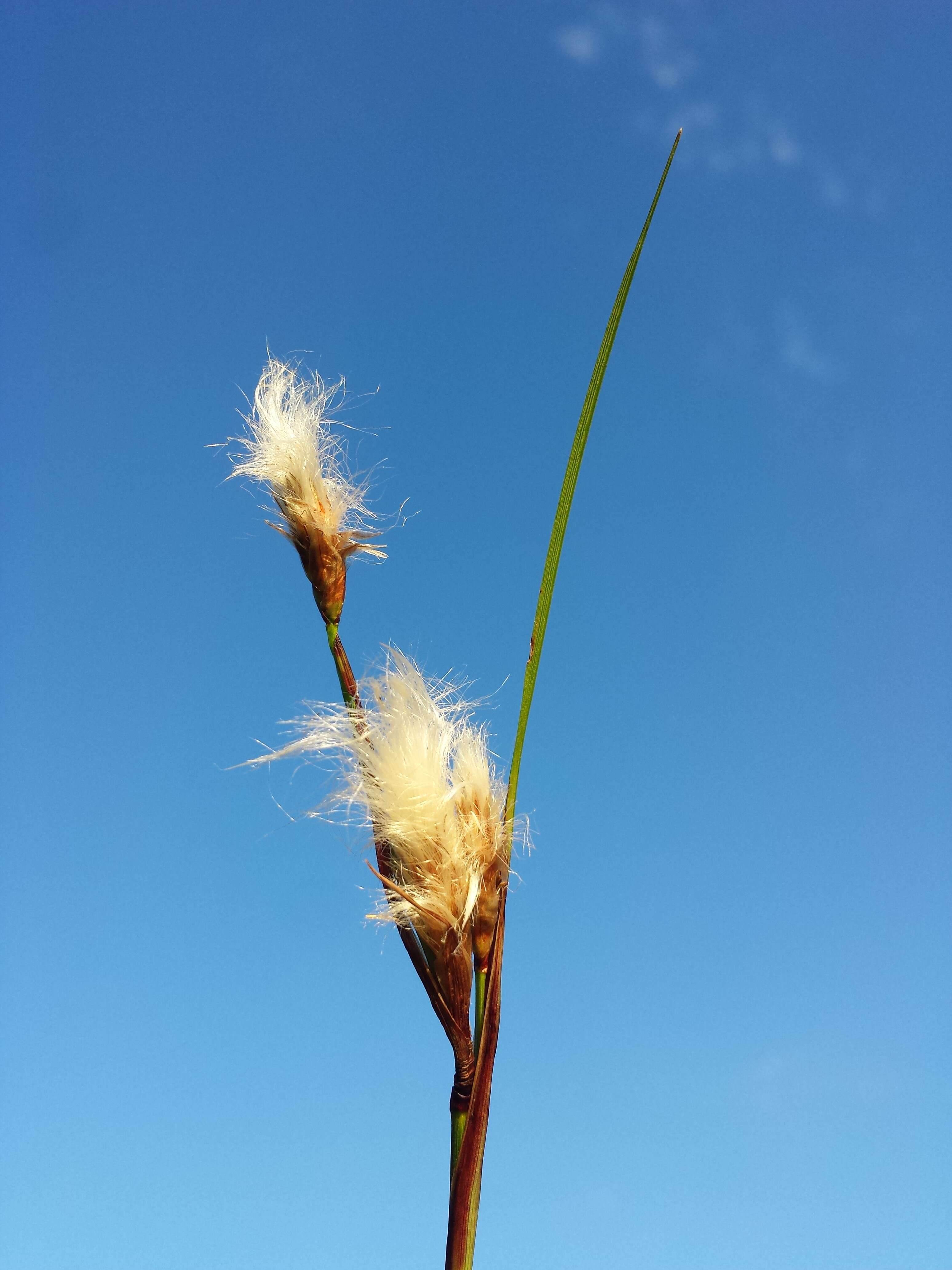 Image of common cottongrass