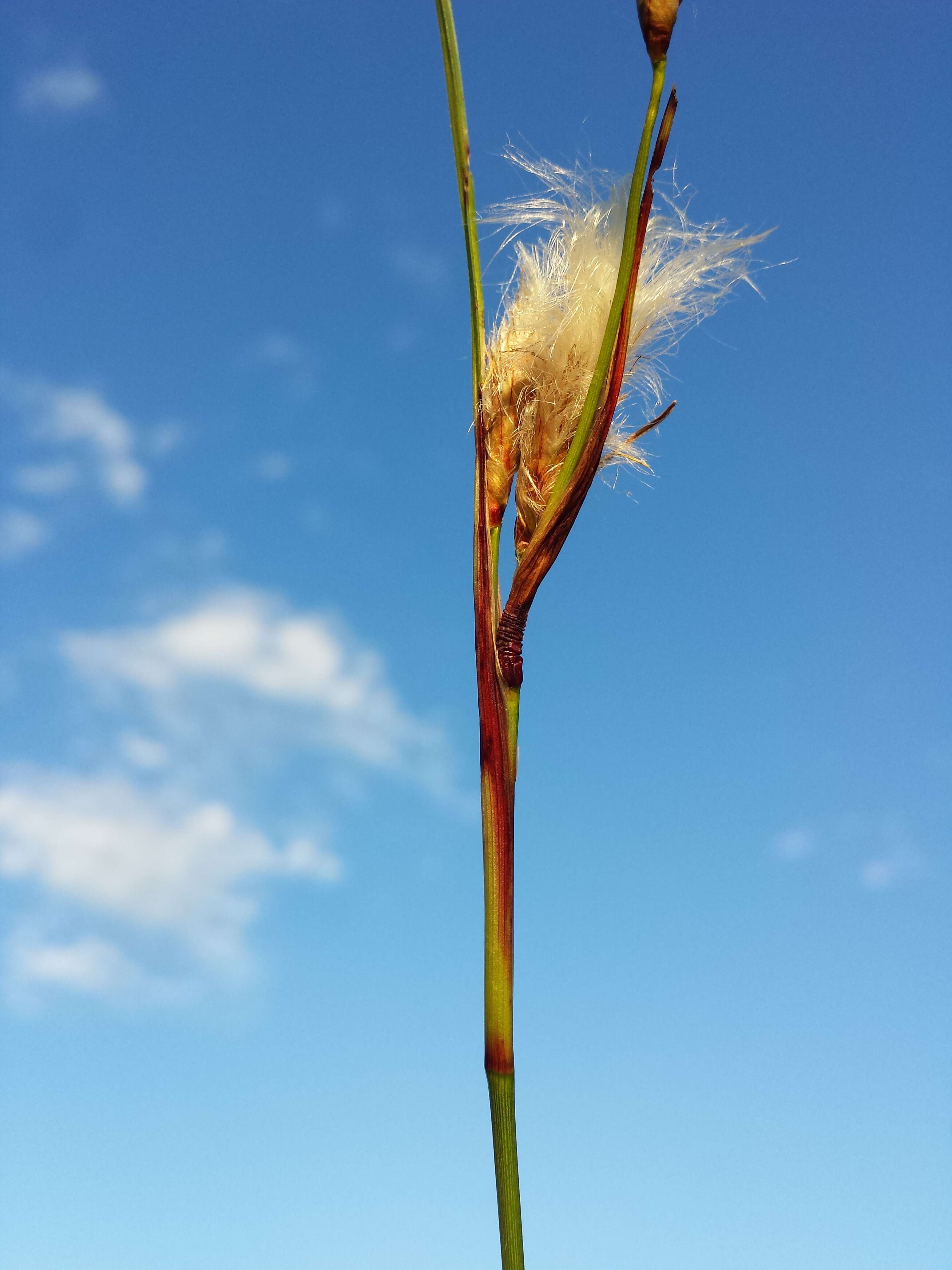 Image of common cottongrass