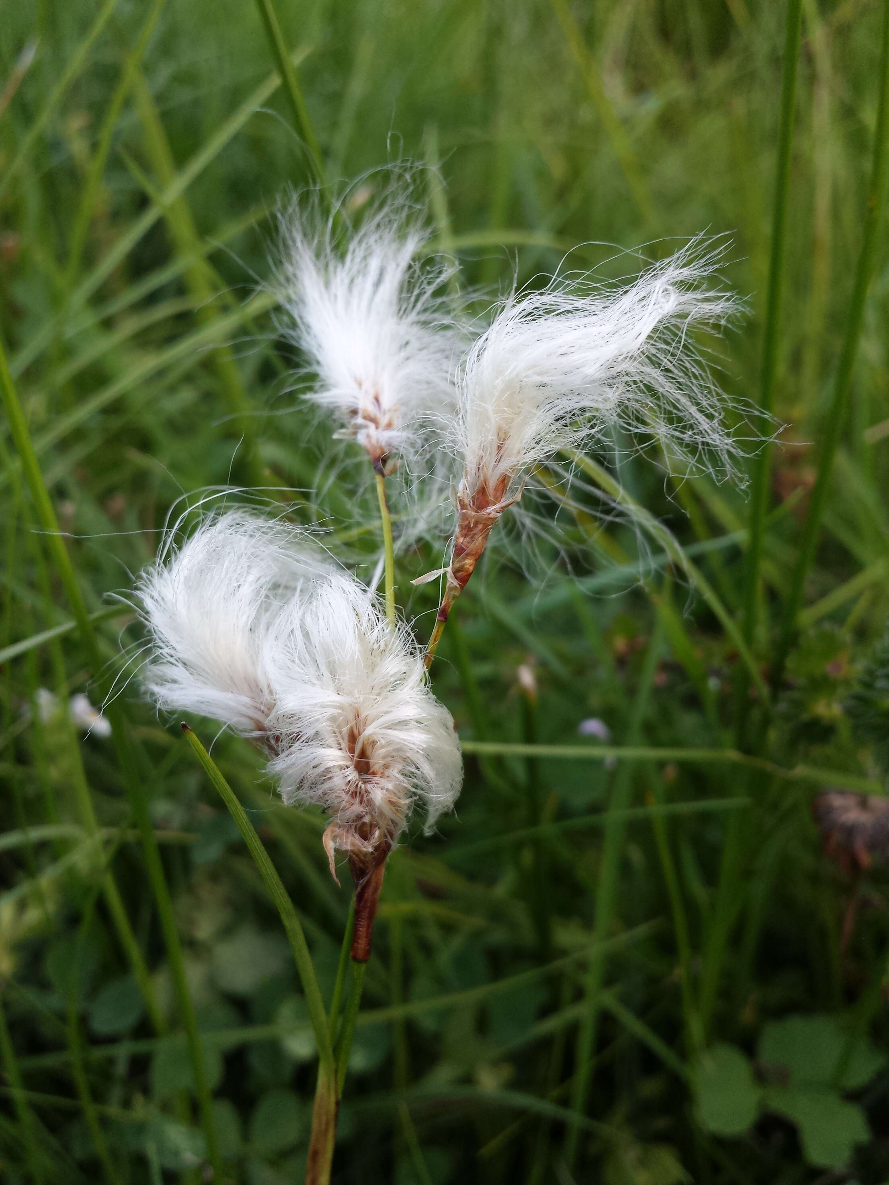 Image of common cottongrass