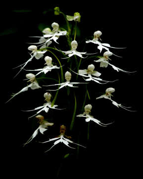 Image of Doll orchid