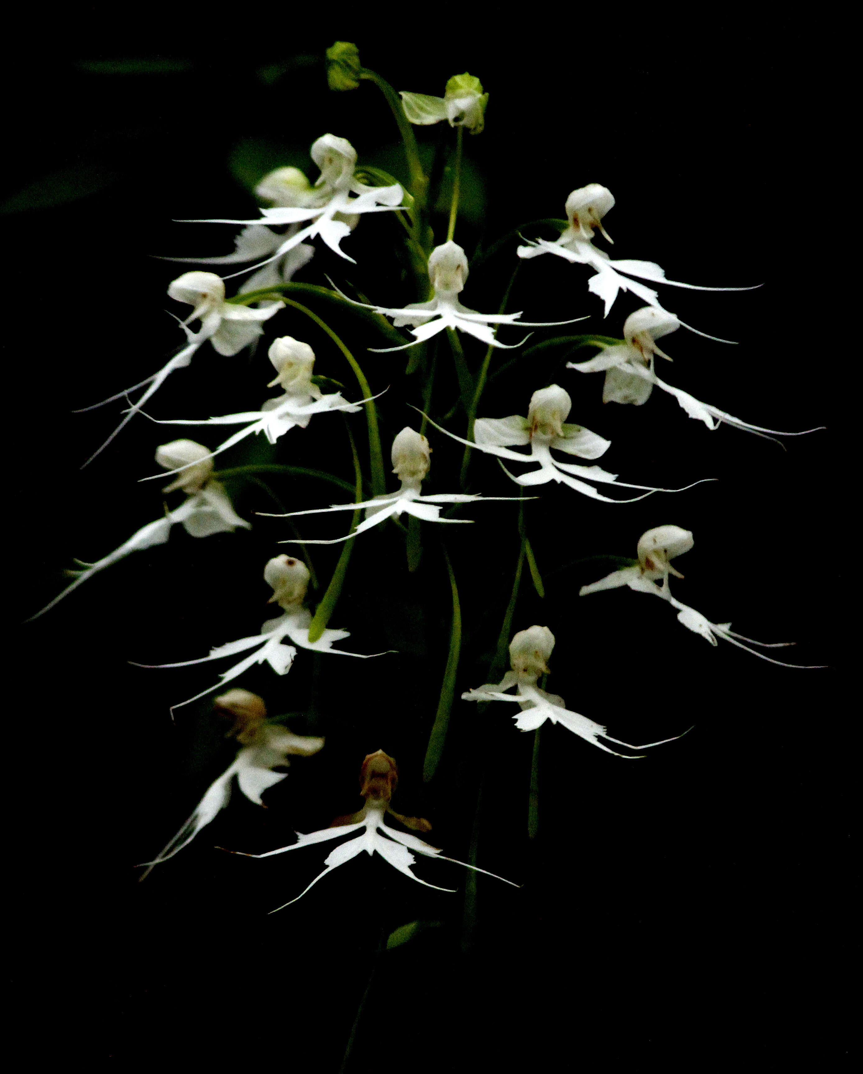 Image of Doll orchid