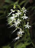 Image of Doll orchid