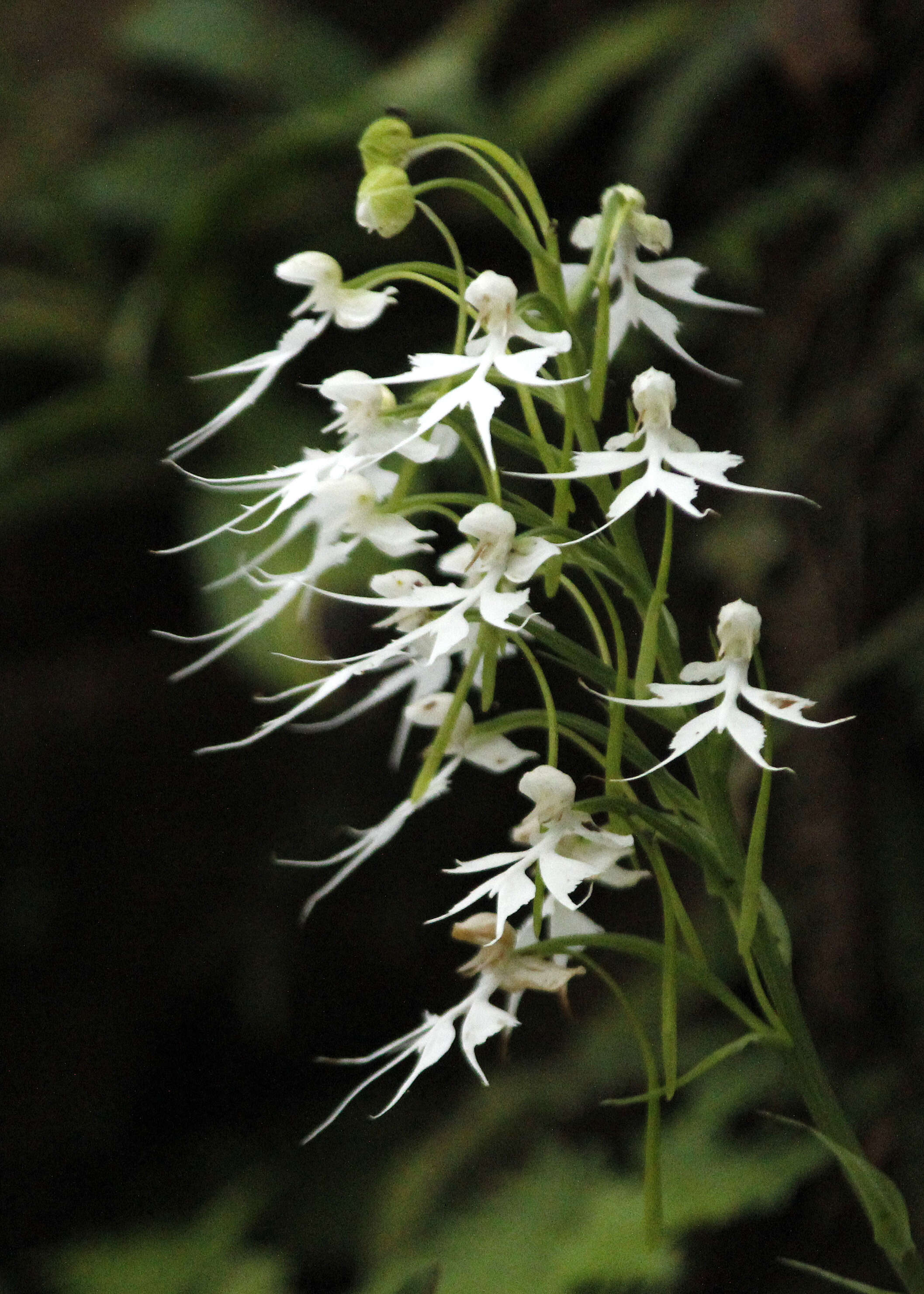 Image of Doll orchid