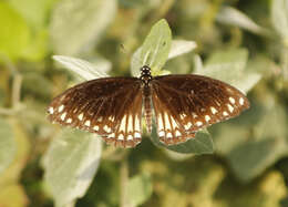 Image of Malabar Raven