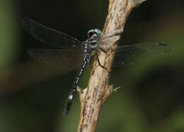 Image of Hylaeothemis apicalis