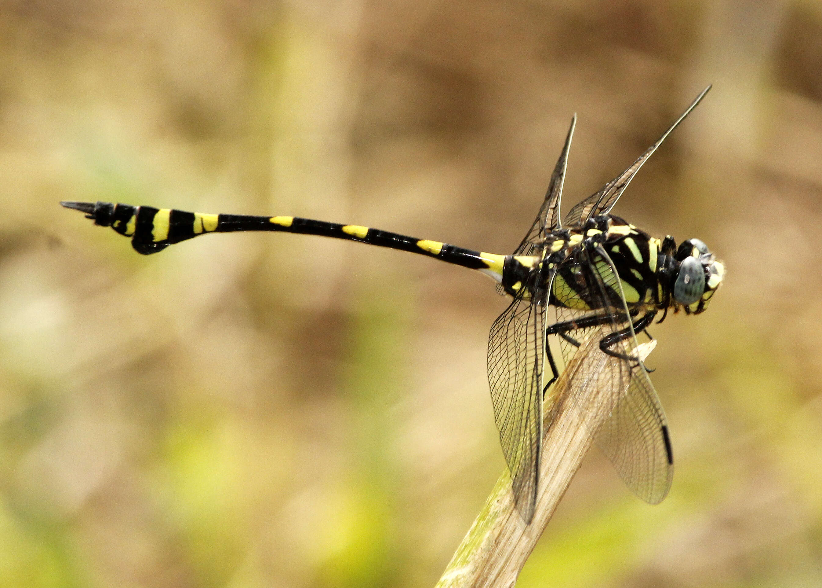 صورة Ictinogomphus rapax (Rambur 1842)