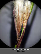 Image of common cottongrass